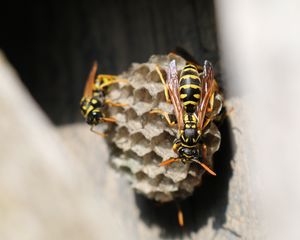 Preview wallpaper wasp, beehive, close-up