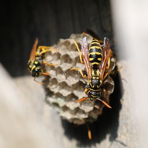 Preview wallpaper wasp, beehive, close-up