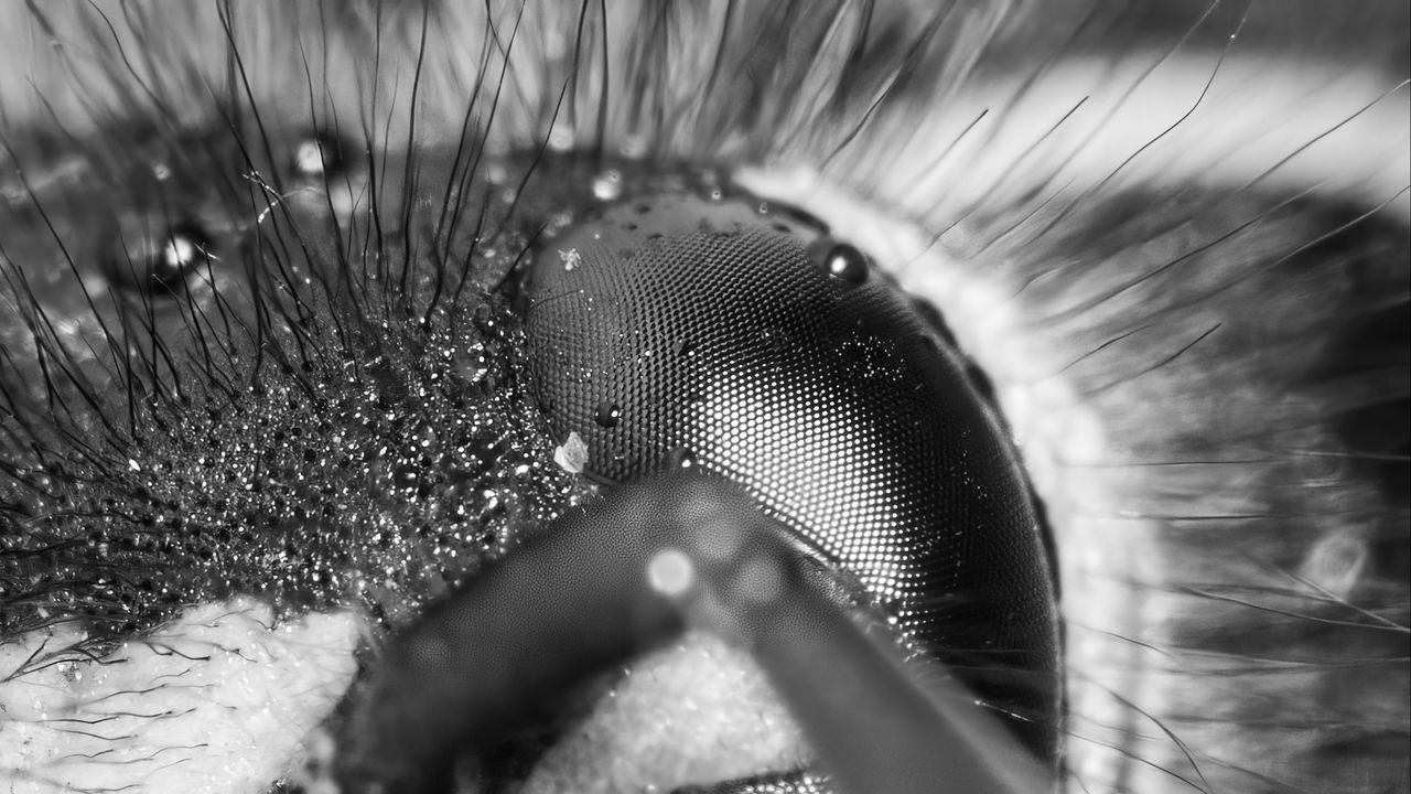 Wallpaper wasp, eye, macro, bw