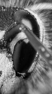 Preview wallpaper wasp, eye, macro, bw