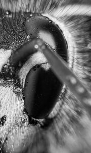 Preview wallpaper wasp, eye, macro, bw