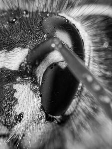 Preview wallpaper wasp, eye, macro, bw