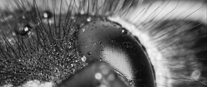 Preview wallpaper wasp, eye, macro, bw