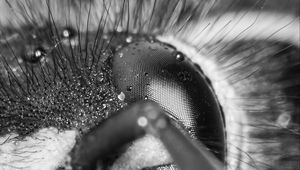 Preview wallpaper wasp, eye, macro, bw