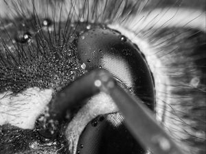 Preview wallpaper wasp, eye, macro, bw