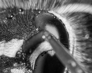 Preview wallpaper wasp, eye, macro, bw