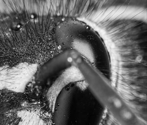 Preview wallpaper wasp, eye, macro, bw