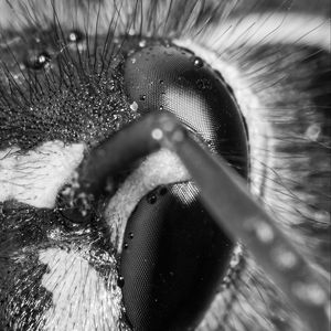 Preview wallpaper wasp, eye, macro, bw