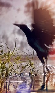 Preview wallpaper water, black, birds, wings, drops, splashes