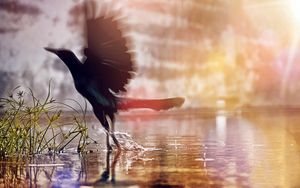 Preview wallpaper water, black, birds, wings, drops, splashes