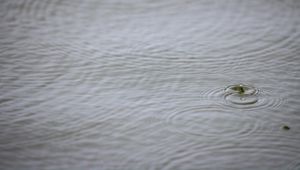 Preview wallpaper water, drop, ripples, macro