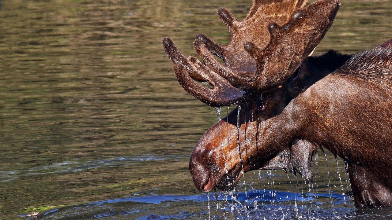 Wallpaper water, elk, antlers, head, drops