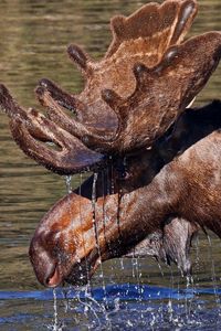 Preview wallpaper water, elk, antlers, head, drops