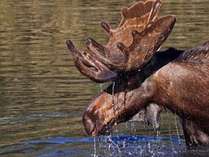 Preview wallpaper water, elk, antlers, head, drops