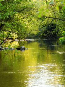 Preview wallpaper water, glare, trees, leaves