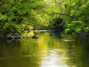 Preview wallpaper water, glare, trees, leaves