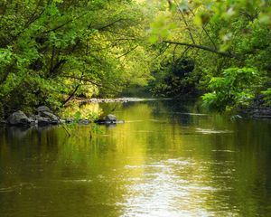 Preview wallpaper water, glare, trees, leaves