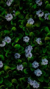 Preview wallpaper water hyacinth, flowers, leaves, plant, macro