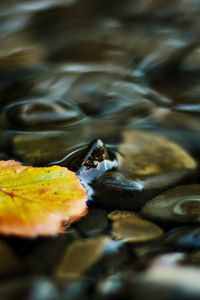 Preview wallpaper water, leaf, yellow, pebbles, transparent, stream