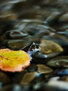 Preview wallpaper water, leaf, yellow, pebbles, transparent, stream