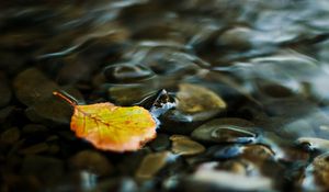 Preview wallpaper water, leaf, yellow, pebbles, transparent, stream