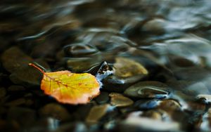 Preview wallpaper water, leaf, yellow, pebbles, transparent, stream