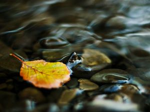 Preview wallpaper water, leaf, yellow, pebbles, transparent, stream