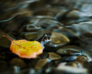 Preview wallpaper water, leaf, yellow, pebbles, transparent, stream