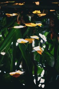 Preview wallpaper water, leaves, surface, autumn, macro