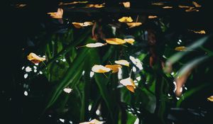 Preview wallpaper water, leaves, surface, autumn, macro