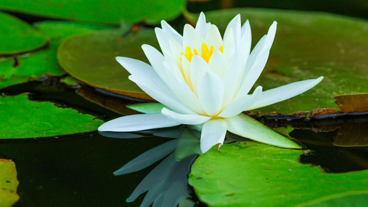 Wallpaper water lilies, flower, petals, white, water