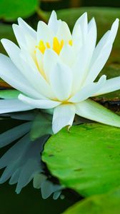 Preview wallpaper water lilies, flower, petals, white, water