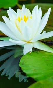 Preview wallpaper water lilies, flower, petals, white, water