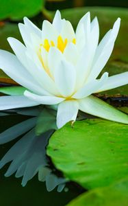Preview wallpaper water lilies, flower, petals, white, water