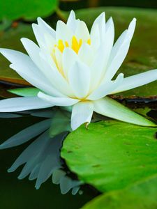 Preview wallpaper water lilies, flower, petals, white, water