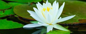 Preview wallpaper water lilies, flower, petals, white, water