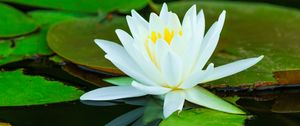 Preview wallpaper water lilies, flower, petals, white, water