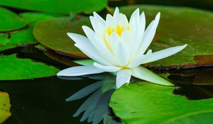 Preview wallpaper water lilies, flower, petals, white, water