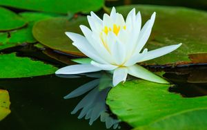 Preview wallpaper water lilies, flower, petals, white, water