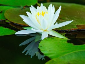 Preview wallpaper water lilies, flower, petals, white, water