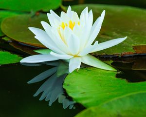 Preview wallpaper water lilies, flower, petals, white, water