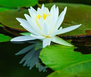 Preview wallpaper water lilies, flower, petals, white, water
