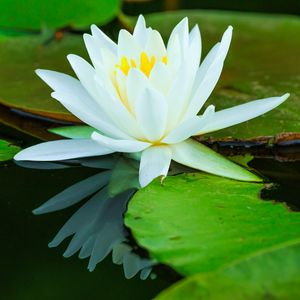 Preview wallpaper water lilies, flower, petals, white, water