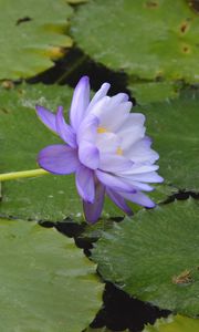 Preview wallpaper water lilies, flower, petals, macro