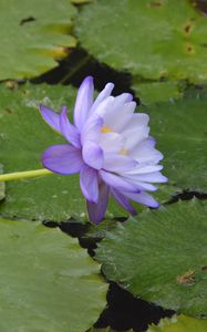 Preview wallpaper water lilies, flower, petals, macro