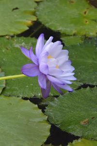 Preview wallpaper water lilies, flower, petals, macro