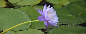 Preview wallpaper water lilies, flower, petals, macro