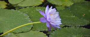 Preview wallpaper water lilies, flower, petals, macro