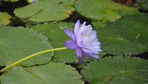 Preview wallpaper water lilies, flower, petals, macro