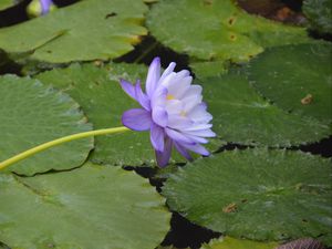 Preview wallpaper water lilies, flower, petals, macro